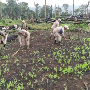 Security forces in Manipur are intensifying efforts to combat drug smuggling and illegal poppy cultivation.